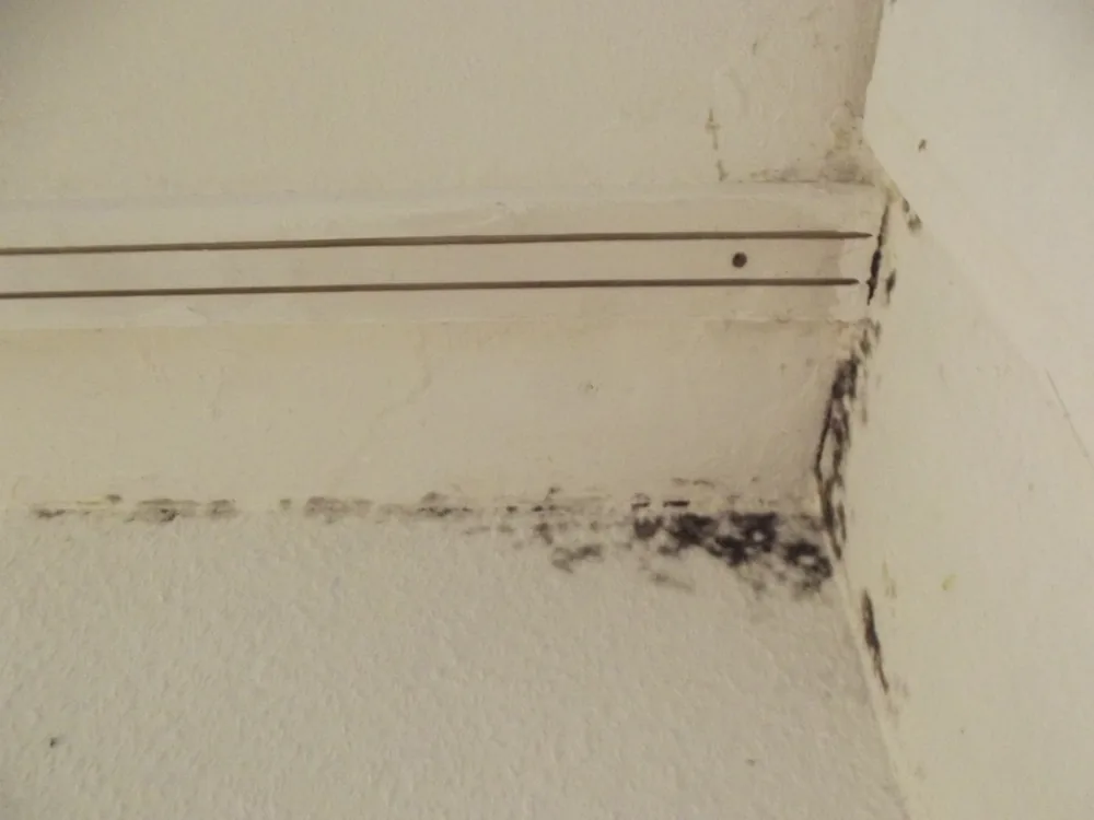 Technician in protective gear removing a mold-damaged wall in an Oak Park home